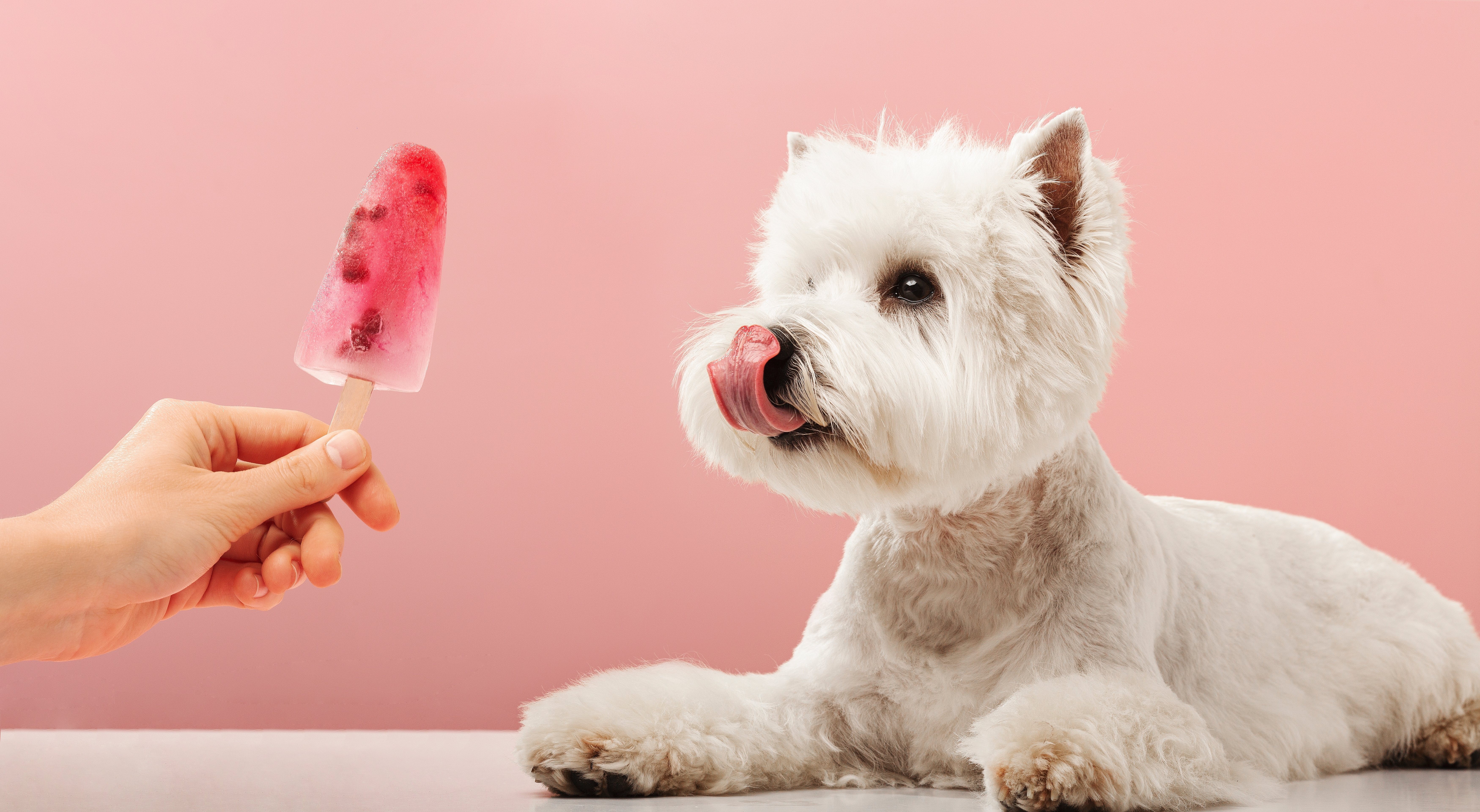 Dog licking homemade popsicle