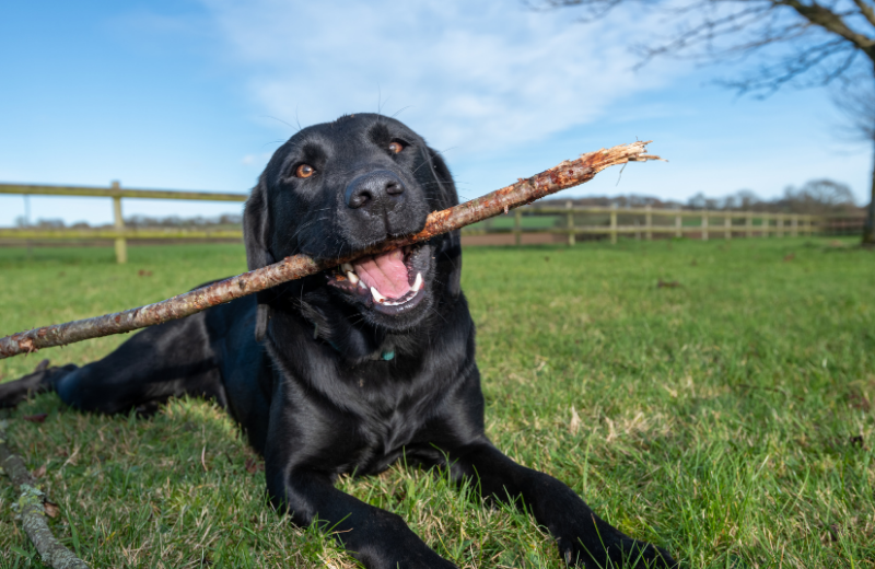 Low-Maintenance Dogs for Families