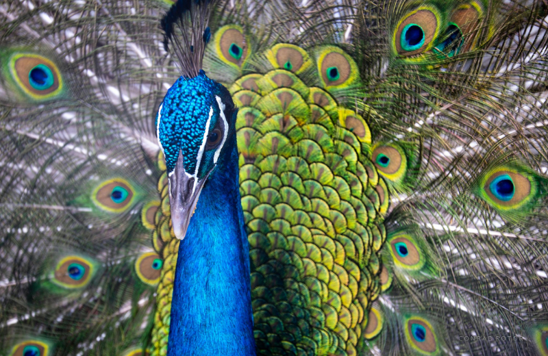 Close up image of a peacock