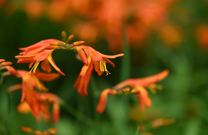orange Crocosmia flowers