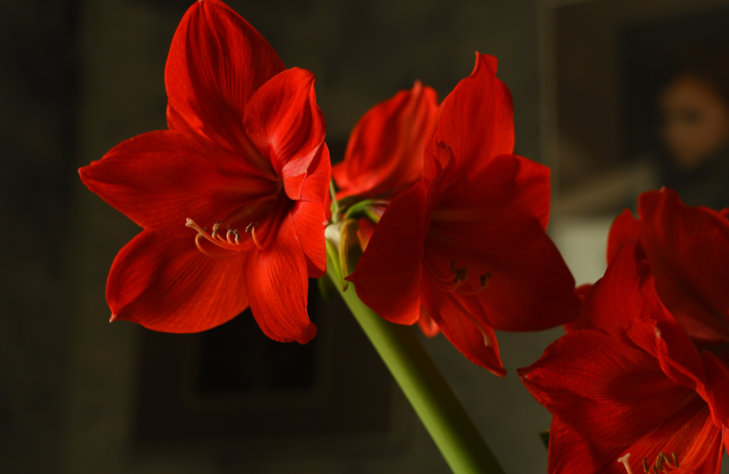 red Amaryllis 