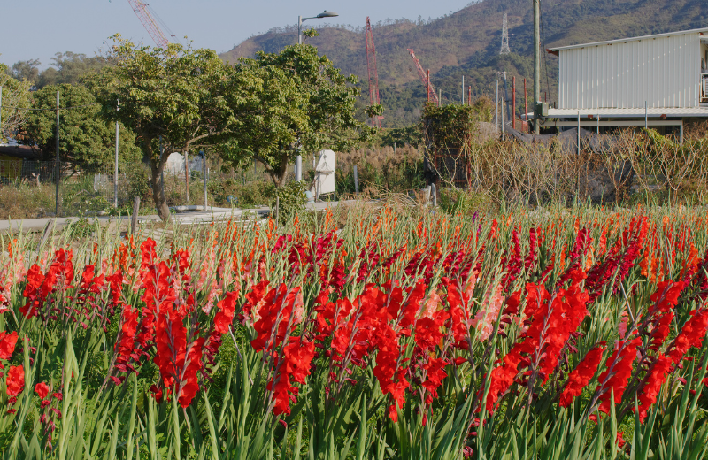 red Gladiolus 