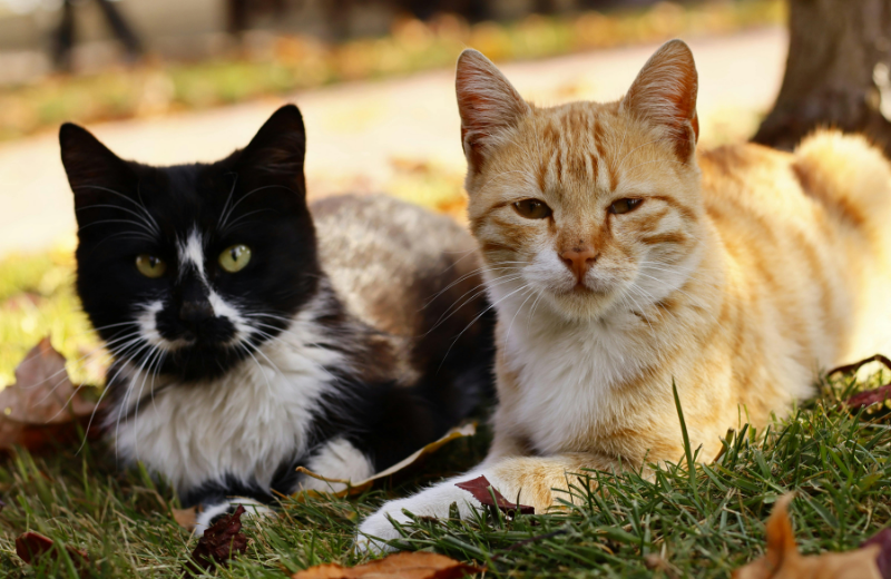two bonded cats outside