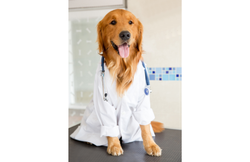 Further Support for Anxious Dogs