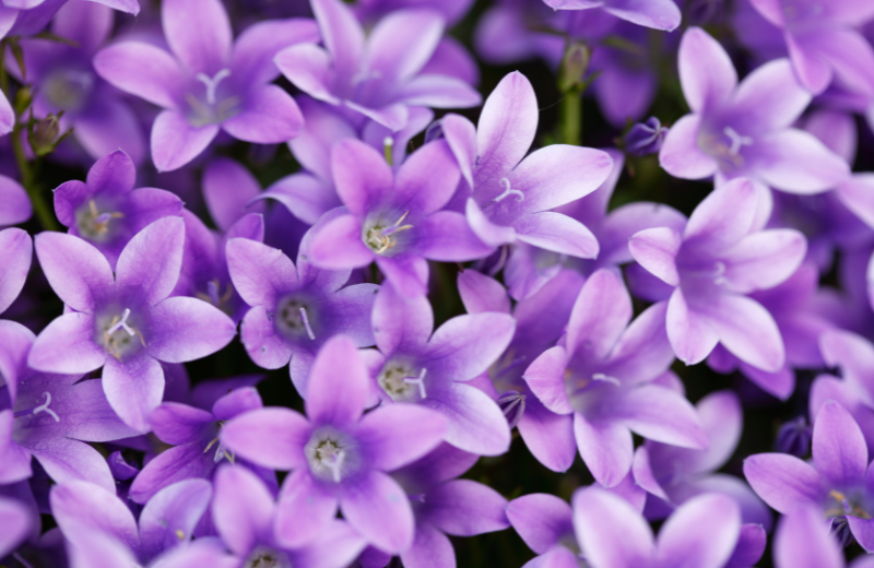 purple violets flowers