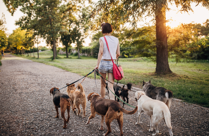 Canine Business Course