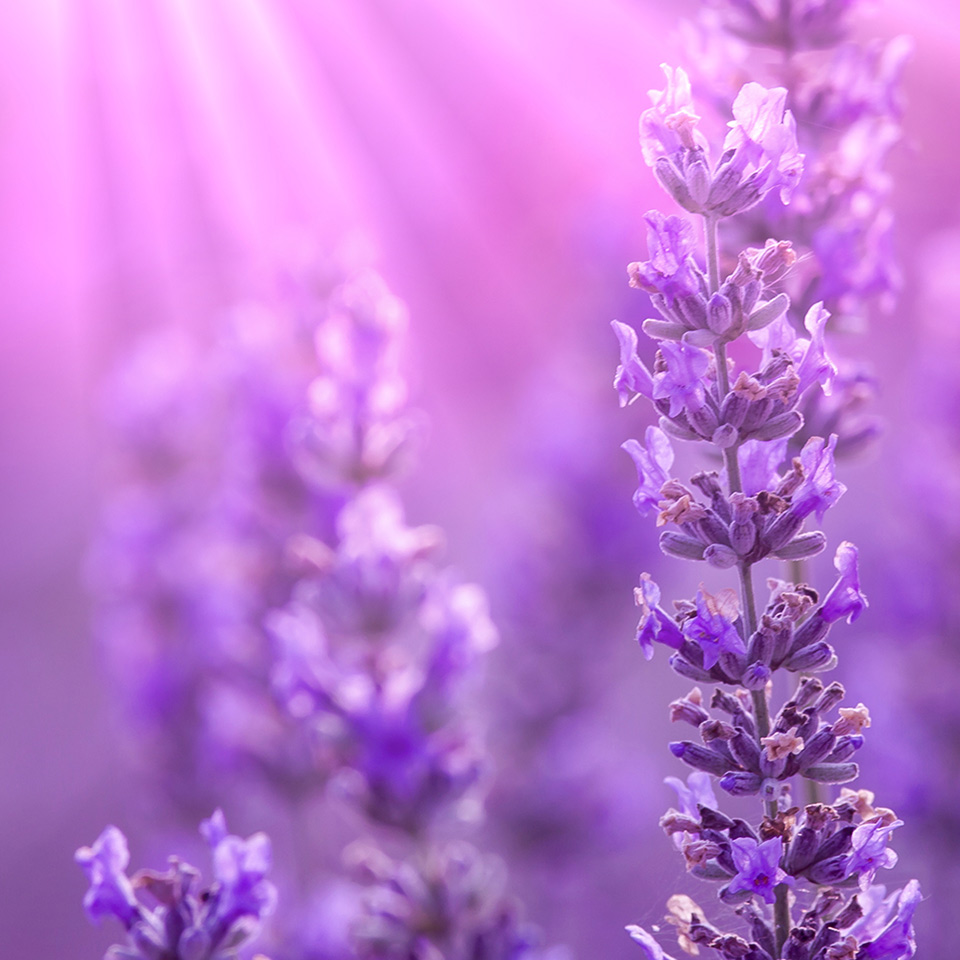 A field of lavendar