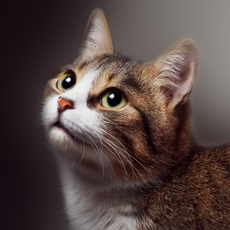 Portrait of a cat looking upwards