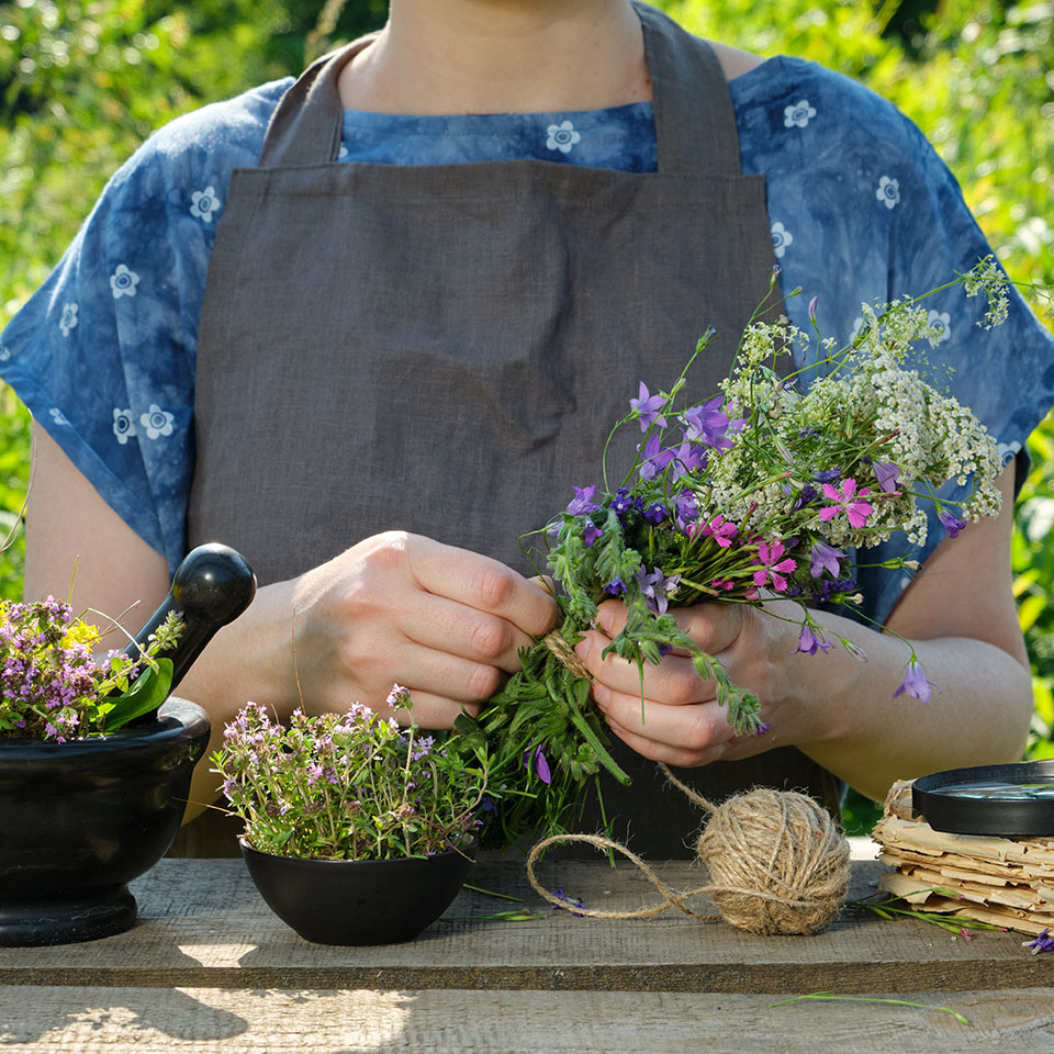 Herbalist holding a bunch of medicinal herbs in her hands. In front of her is a mortar, bowl and a book.
