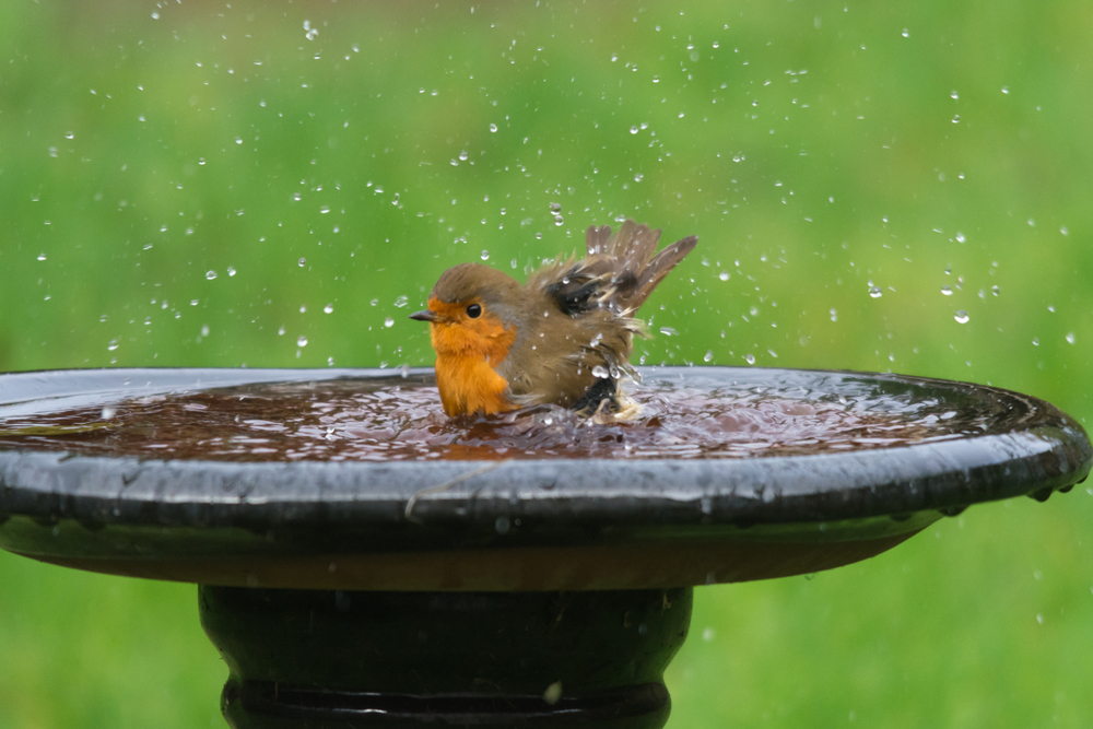 A bird in a bird bath