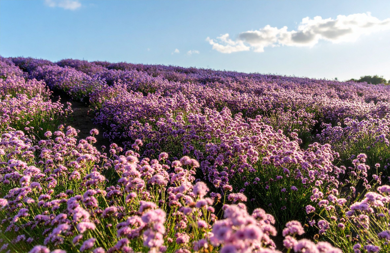 purple Verbena flowers