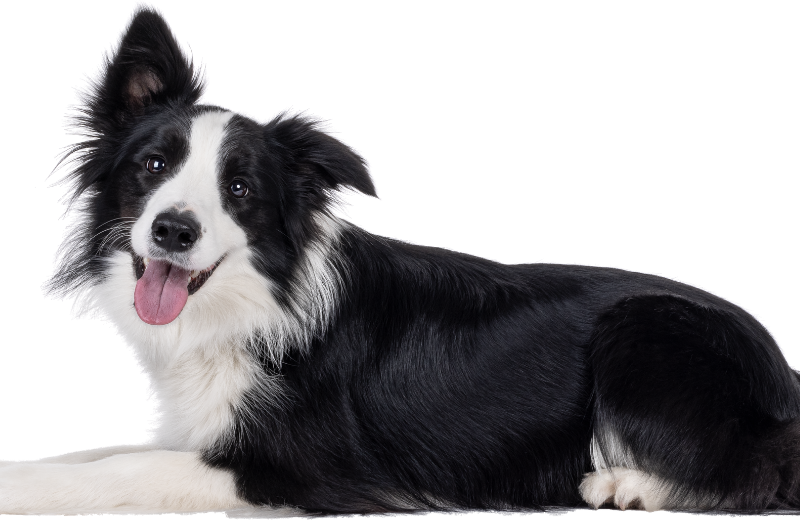 Most Active Dog Breeds