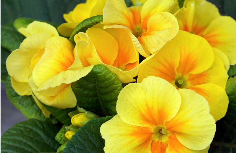 yellow primroses in garden