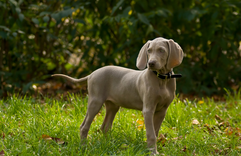 Which Dogs Enjoy Long Walks?