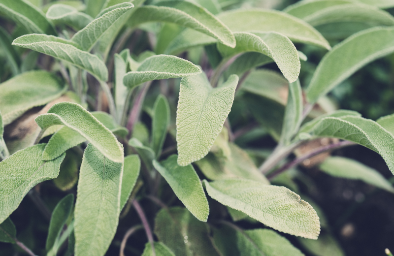 sage for luck