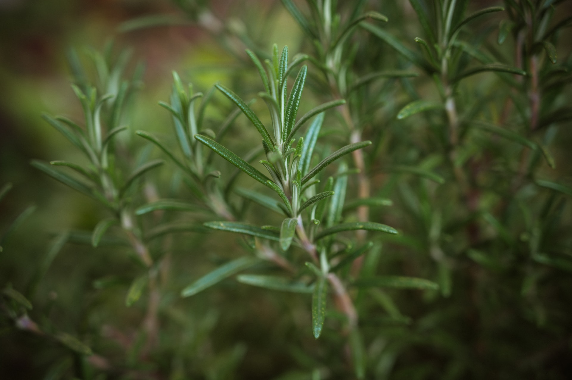 Rosemary Herb for Protection