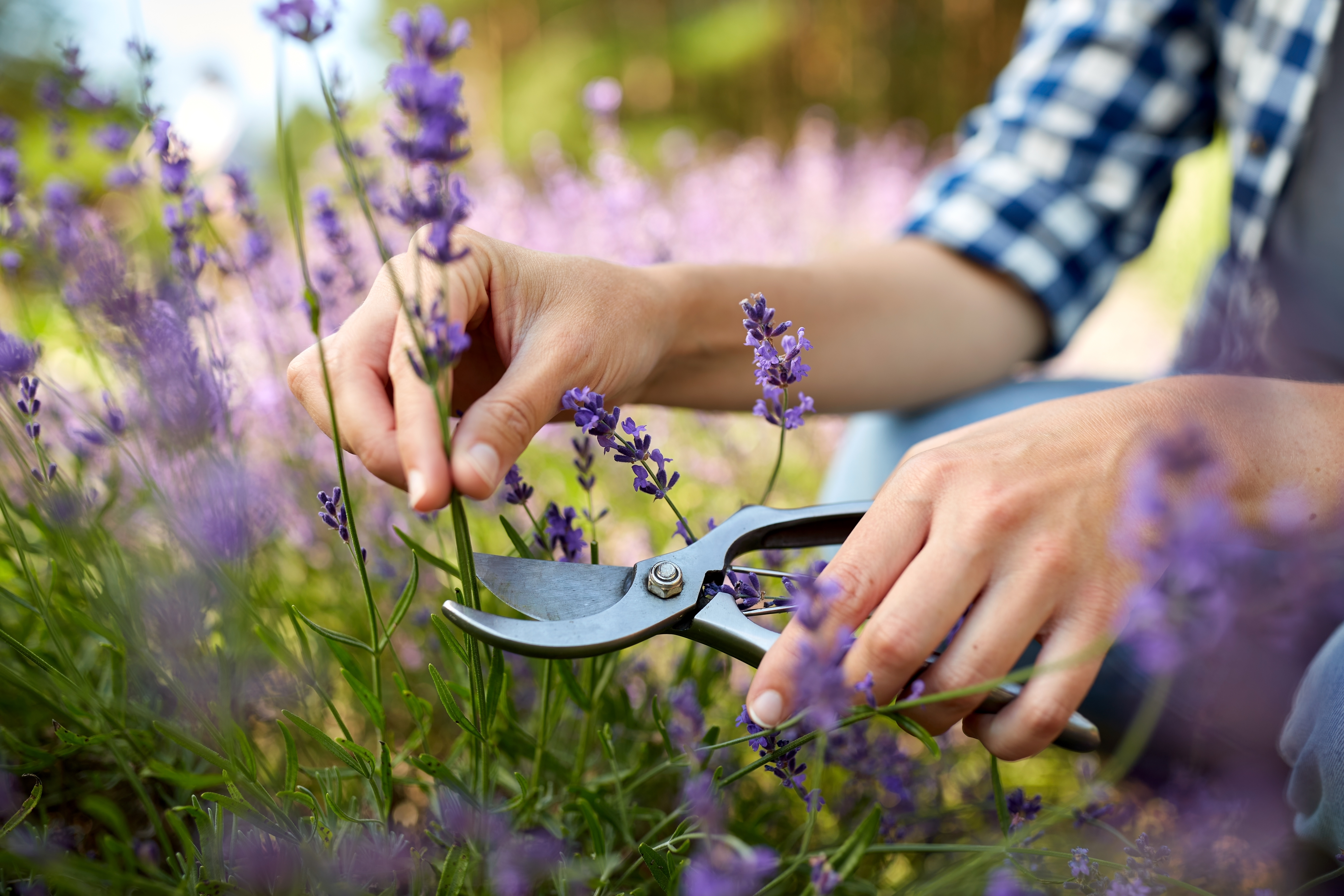 Pruning a lavender plant