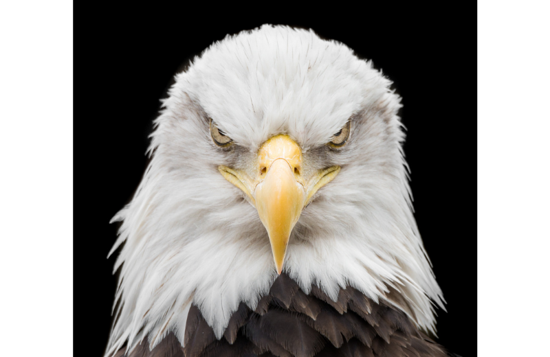 eagle headshot