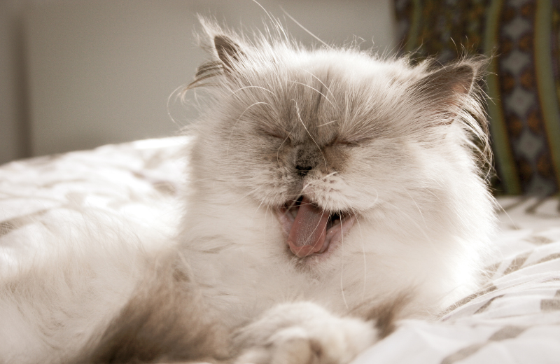 cute white cat yawning