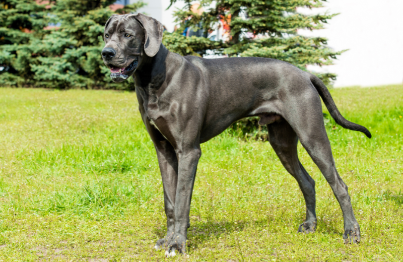 dog breed with shortest lifespan