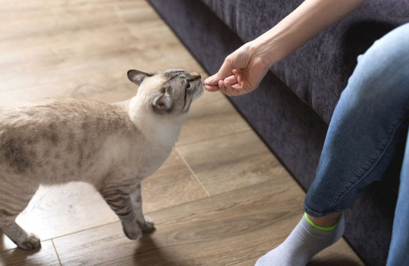 Someone giving a cat a treat
