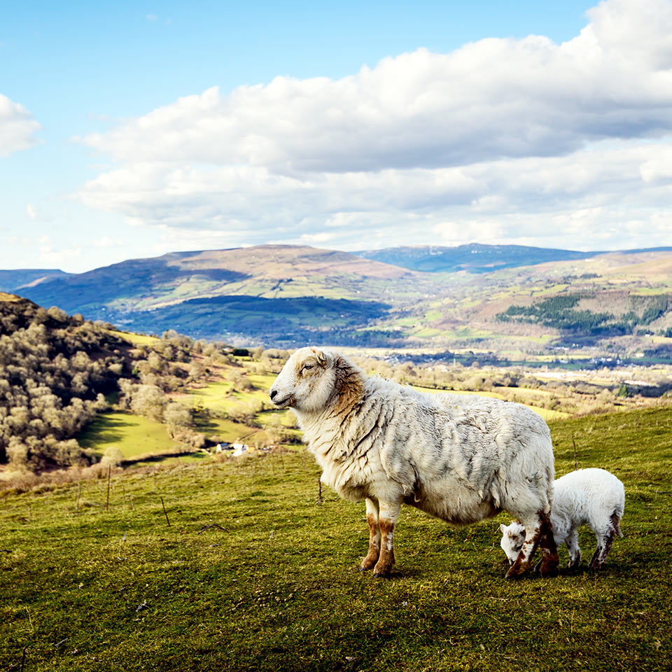 Close up photograph of a sheep and a lamb in the Welsh Countryside