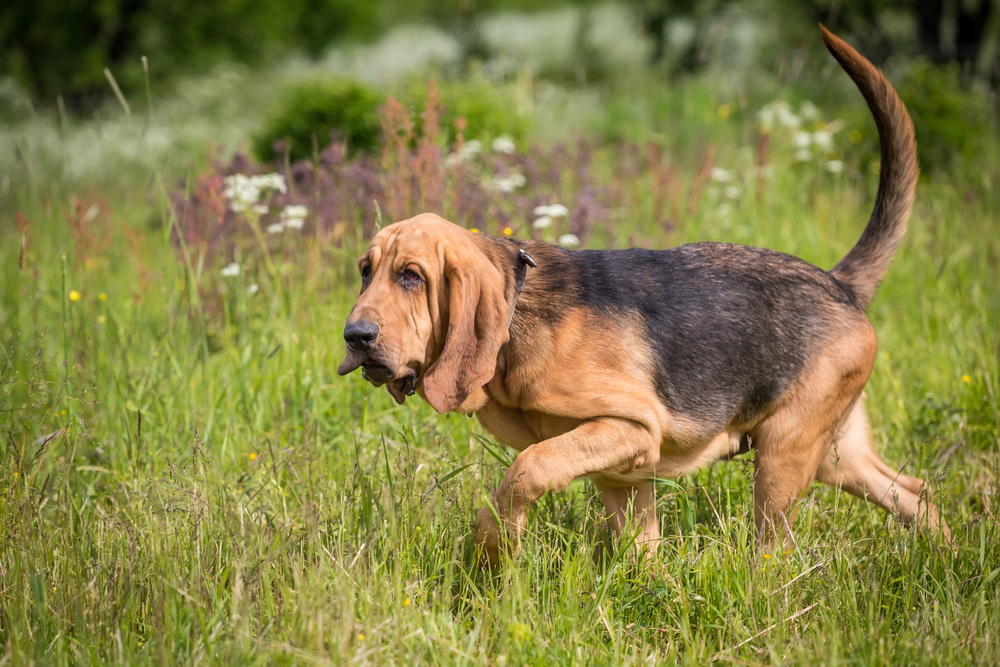 Bloodhound