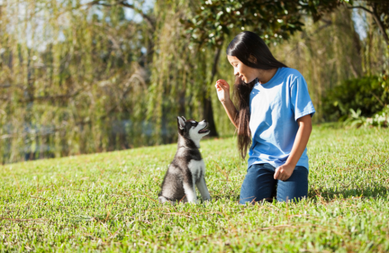 Can I Teach a Puppy to Lie Down?