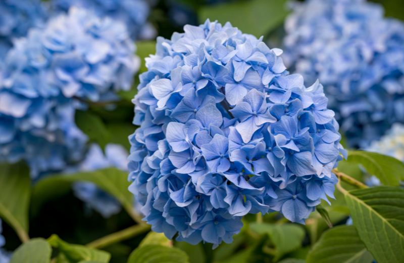 blue Hydrangea 