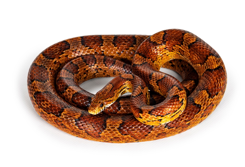 Corn Snake