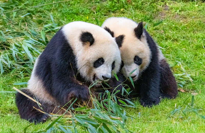 Panda Numbers and Their Spiritual Meanings