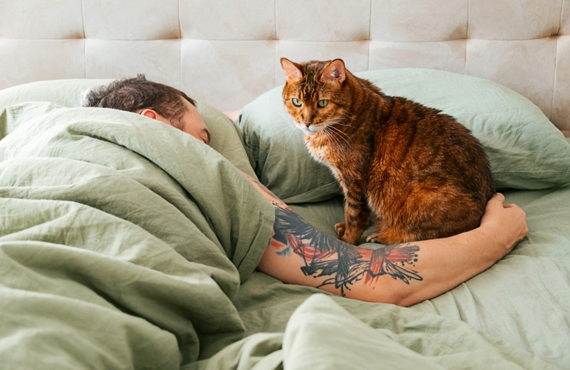 cat in bed with sleeping owner
