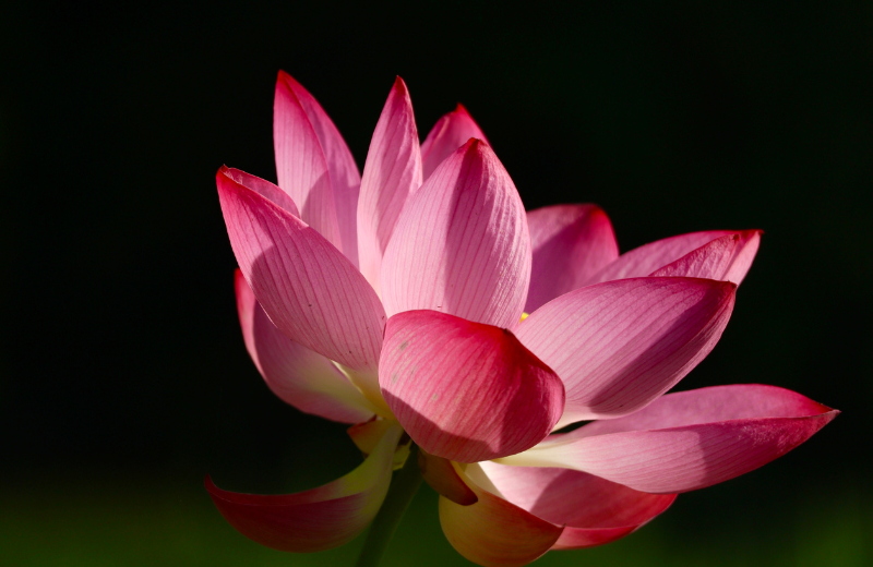 pink lotus symbol black background