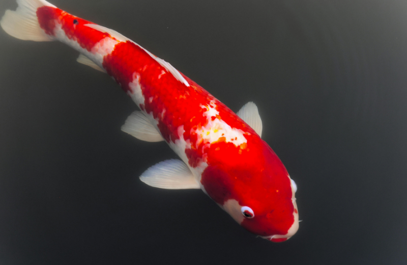 koi fish in pond