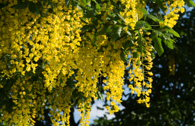 yellow Laburnum bush