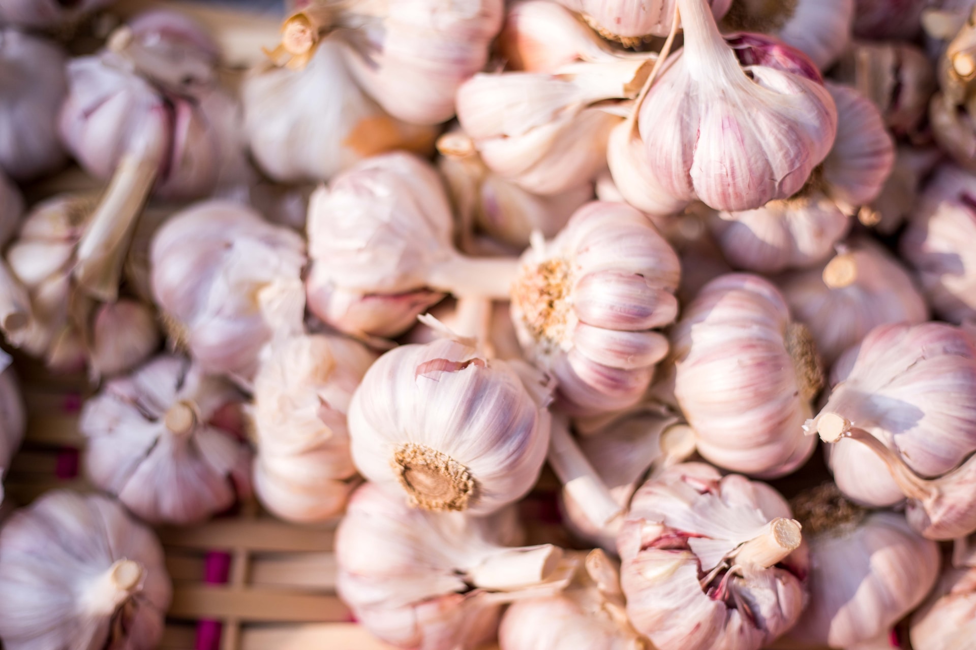 Garlic Herb for Protection