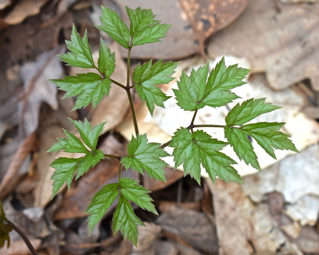 Black Cohosh Herb for Protection