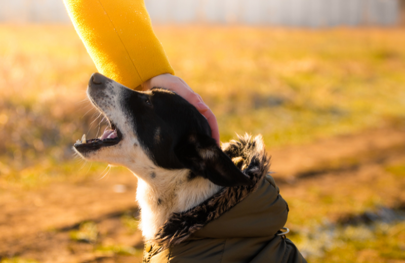 Build Positive Associations with Other Dogs