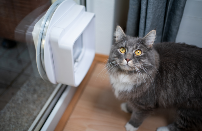 cat standing next to cat flap