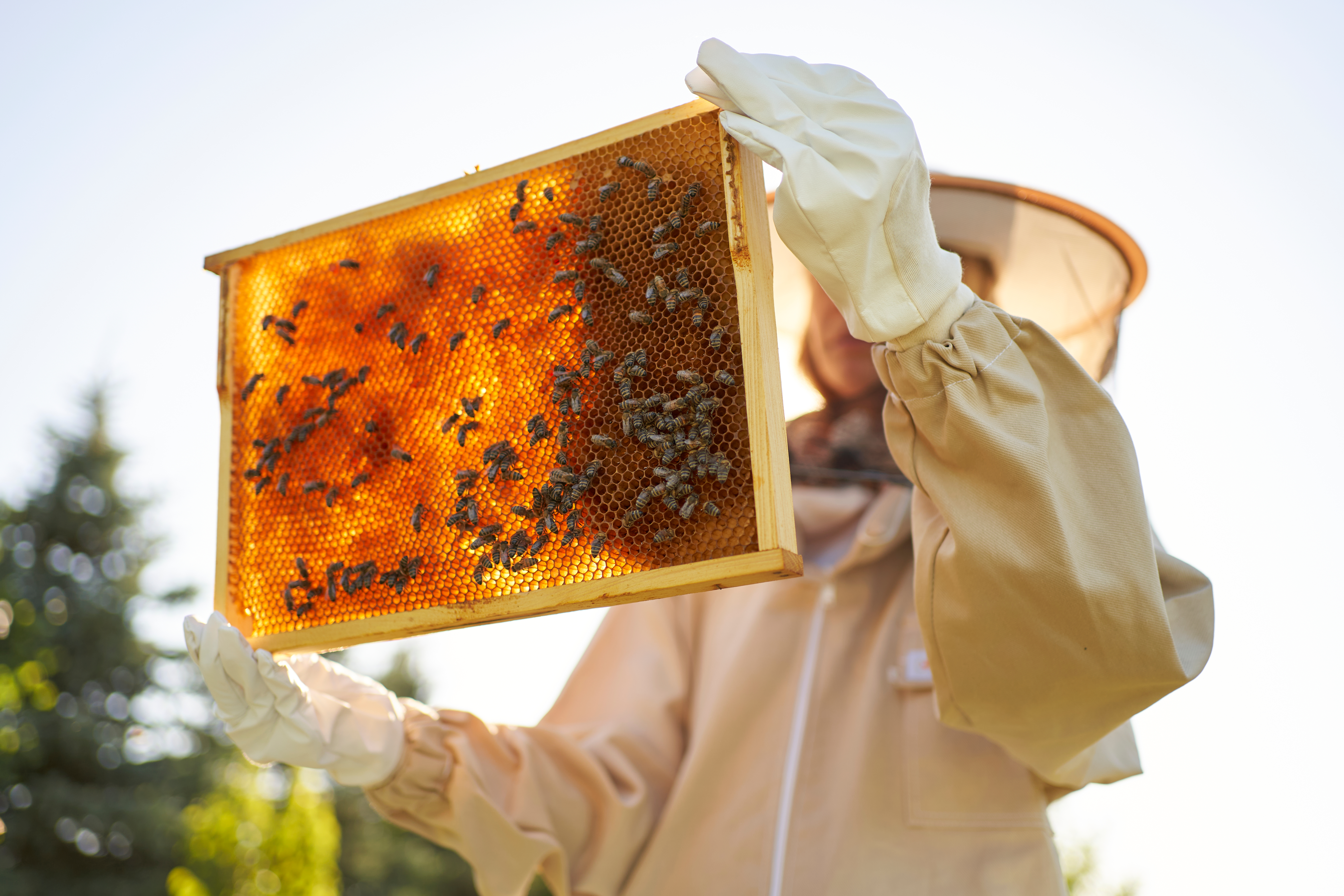 How much do beekeepers make? 