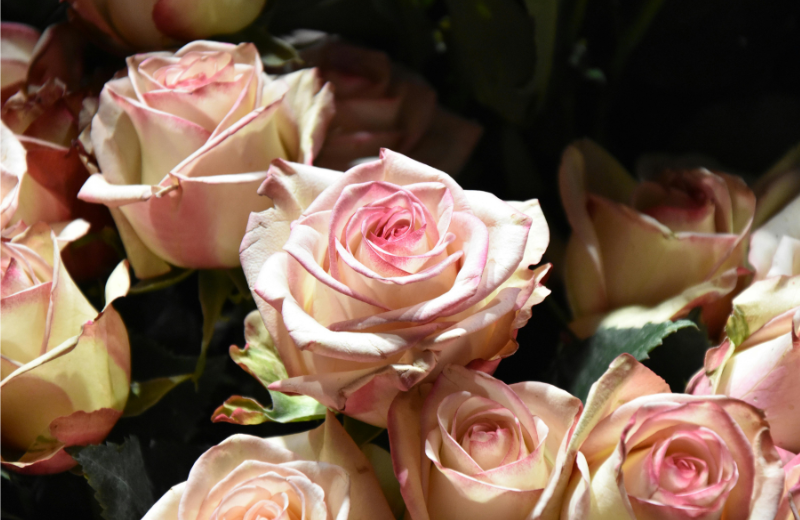 pink roses