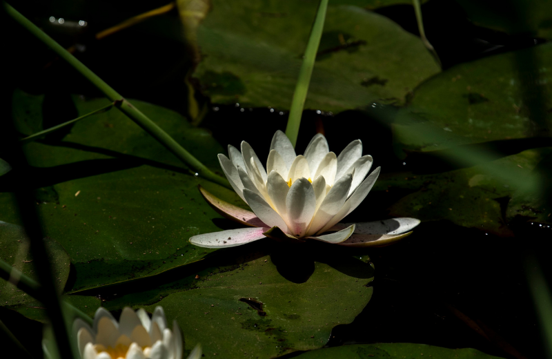 lotus flower in pond