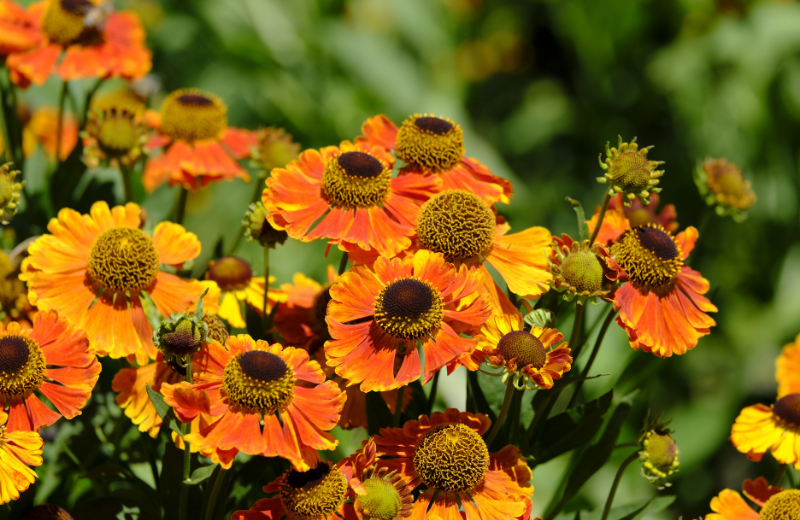 orange Helenium flowers