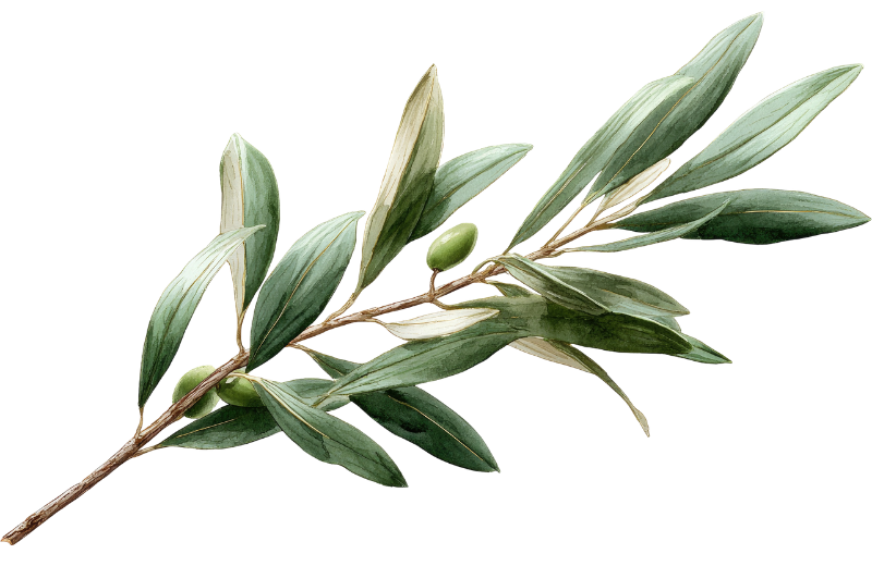 olive branch symbol