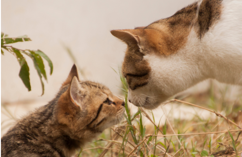cat and kitten smelling each other