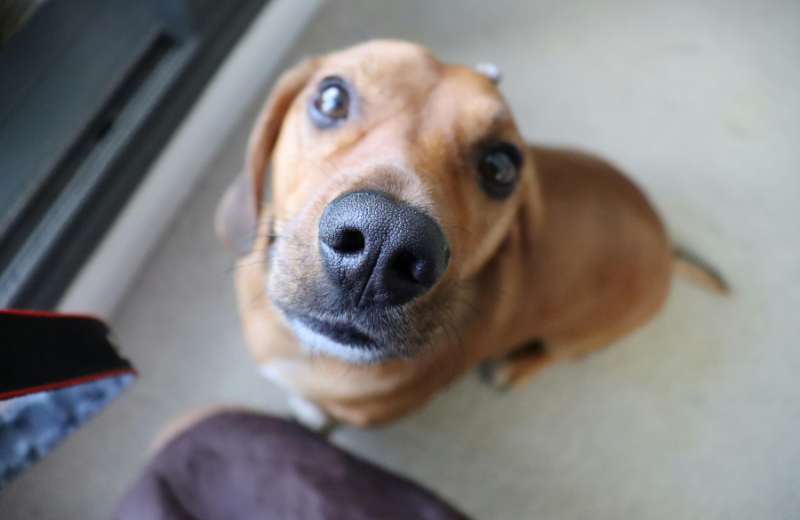 Reinforcing dog behaviour