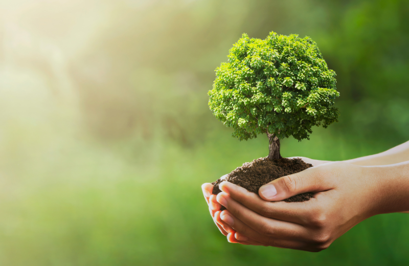 person holding small tree and soil in hands