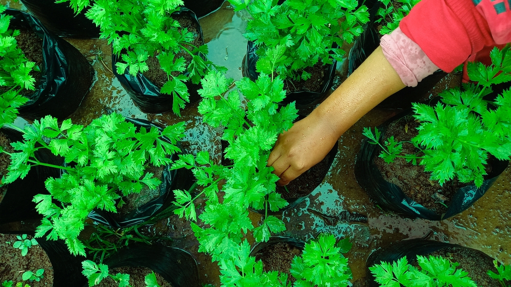 Someone planting vegetables