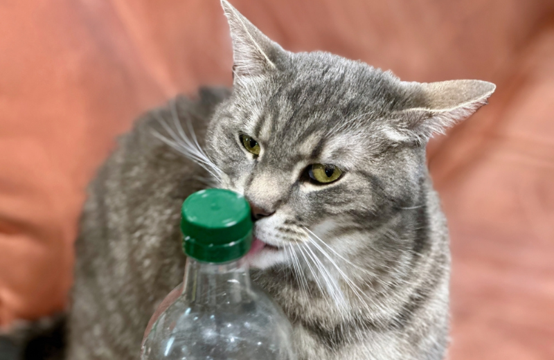 pica cat licking plastic bottle
