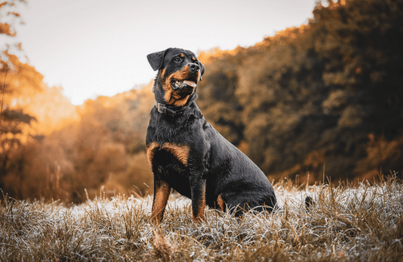 Rottweiler